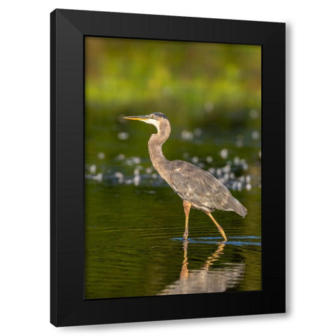 Great Blue Heron-Ardea Herodias-feeding in wetland Marion County-Illinois Black Modern Wood Framed Art Print with Double Matting by Day, Richard and Susan