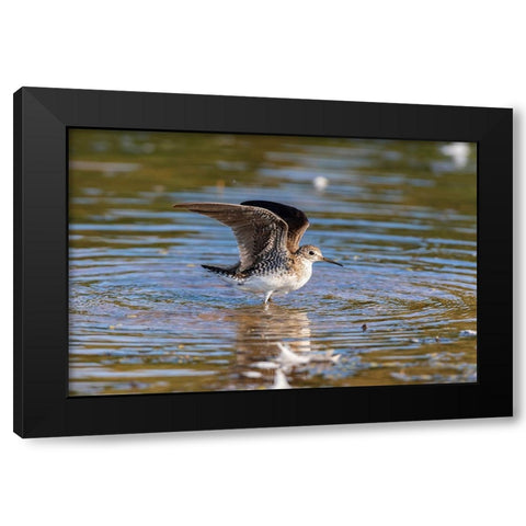 Solitary Sandpiper-Tringa solitaria-bathing in wetland Marion County-Illinois Black Modern Wood Framed Art Print by Day, Richard and Susan