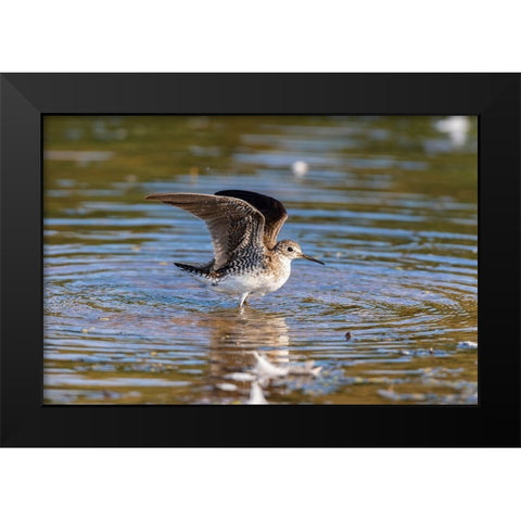 Solitary Sandpiper-Tringa solitaria-bathing in wetland Marion County-Illinois Black Modern Wood Framed Art Print by Day, Richard and Susan