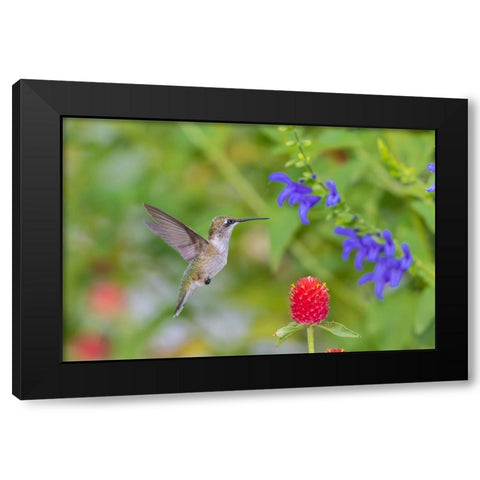 Ruby-throated Hummingbird-Archilochus colubris-at Blue Ensign Salvia-Salvia guaranitica-Marion Coun Black Modern Wood Framed Art Print with Double Matting by Day, Richard and Susan