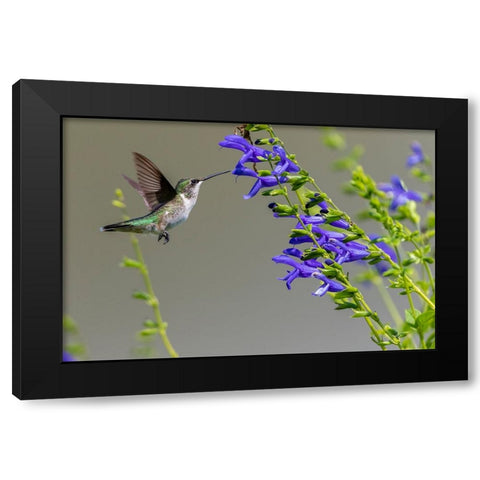 Ruby-throated Hummingbird-Archilochus colubris-at Blue Ensign Salvia-Salvia guaranitica-Marion Coun Black Modern Wood Framed Art Print by Day, Richard and Susan