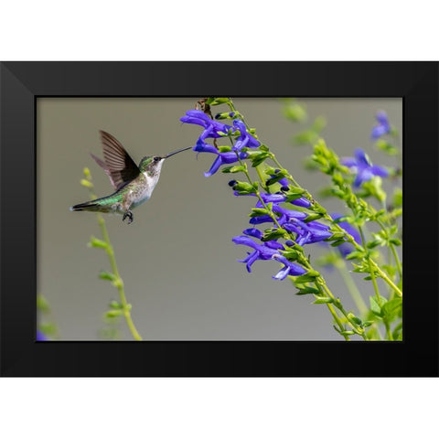 Ruby-throated Hummingbird-Archilochus colubris-at Blue Ensign Salvia-Salvia guaranitica-Marion Coun Black Modern Wood Framed Art Print by Day, Richard and Susan