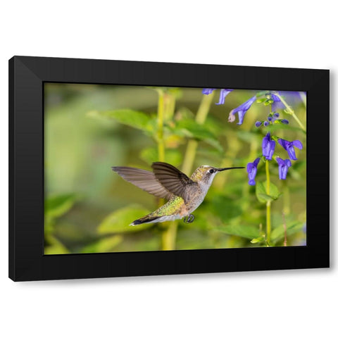 Ruby-throated Hummingbird-Archilochus colubris-at Blue Ensign Salvia-Salvia guaranitica-Marion Coun Black Modern Wood Framed Art Print by Day, Richard and Susan