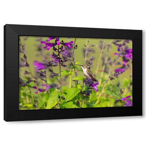 Ruby-throated Hummingbird-Archilochus colubris-at Salvia Purple and Bloom-Salvia guaranitica-Marion Black Modern Wood Framed Art Print with Double Matting by Day, Richard and Susan