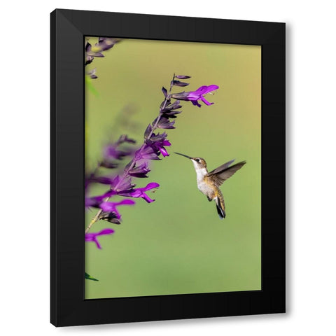Ruby-throated Hummingbird-Archilochus colubris-at Salvia Purple and Bloom-Salvia guaranitica-Marion Black Modern Wood Framed Art Print with Double Matting by Day, Richard and Susan
