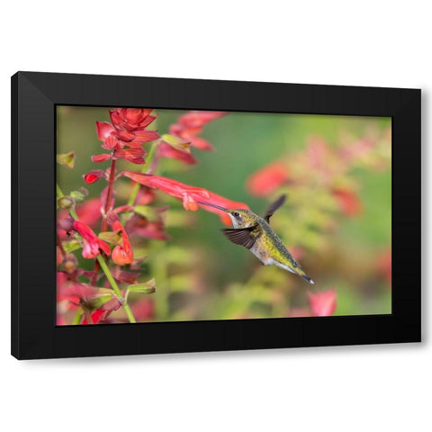 Ruby-throated Hummingbird-Archilochus colubris-at Skyscraper Orange Salvia-Salvia hybridMarion Coun Black Modern Wood Framed Art Print with Double Matting by Day, Richard and Susan