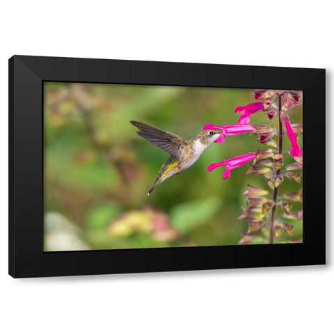 Ruby-throated Hummingbird-Archilochus colubris-at Salvia Fuchsia Rockin Fuchsia-Salvia hybrid-Mario Black Modern Wood Framed Art Print by Day, Richard and Susan