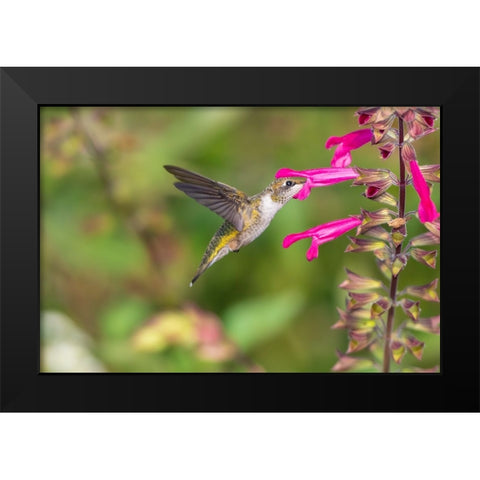 Ruby-throated Hummingbird-Archilochus colubris-at Salvia Fuchsia Rockin Fuchsia-Salvia hybrid-Mario Black Modern Wood Framed Art Print by Day, Richard and Susan