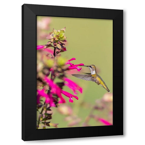 Ruby-throated Hummingbird-Archilochus colubris-at Salvia Fuchsia Rockin Fuchsia-Salvia hybrid-Mario Black Modern Wood Framed Art Print with Double Matting by Day, Richard and Susan