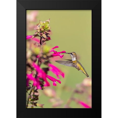 Ruby-throated Hummingbird-Archilochus colubris-at Salvia Fuchsia Rockin Fuchsia-Salvia hybrid-Mario Black Modern Wood Framed Art Print by Day, Richard and Susan