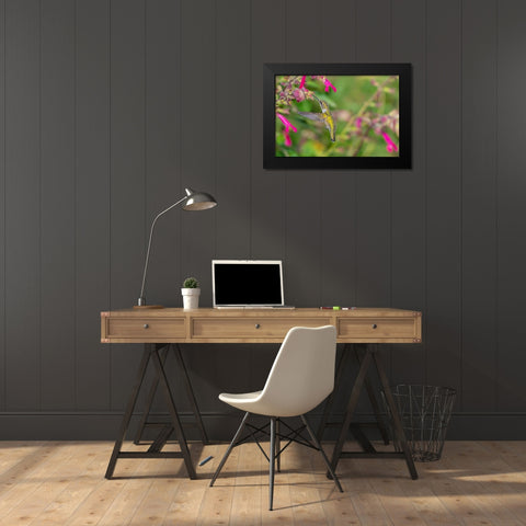 Ruby-throated Hummingbird-Archilochus colubris-at Salvia Fuchsia Rockin Fuchsia-Salvia hybrid-Mario Black Modern Wood Framed Art Print by Day, Richard and Susan