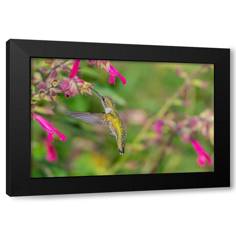 Ruby-throated Hummingbird-Archilochus colubris-at Salvia Fuchsia Rockin Fuchsia-Salvia hybrid-Mario Black Modern Wood Framed Art Print by Day, Richard and Susan