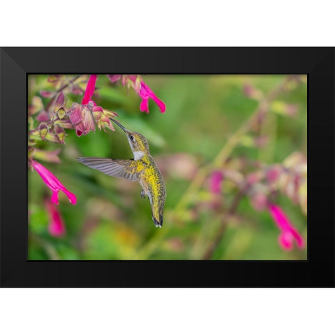 Ruby-throated Hummingbird-Archilochus colubris-at Salvia Fuchsia Rockin Fuchsia-Salvia hybrid-Mario Black Modern Wood Framed Art Print by Day, Richard and Susan
