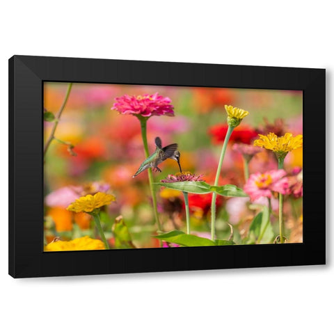 Ruby-throated Hummingbird-Archilochus colubris-at Zinnias Union County-Illinois Black Modern Wood Framed Art Print by Day, Richard and Susan