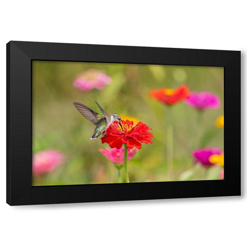 Ruby-throated Hummingbird-Archilochus colubris-at Zinnias Union County-Illinois Black Modern Wood Framed Art Print by Day, Richard and Susan