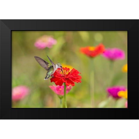 Ruby-throated Hummingbird-Archilochus colubris-at Zinnias Union County-Illinois Black Modern Wood Framed Art Print by Day, Richard and Susan
