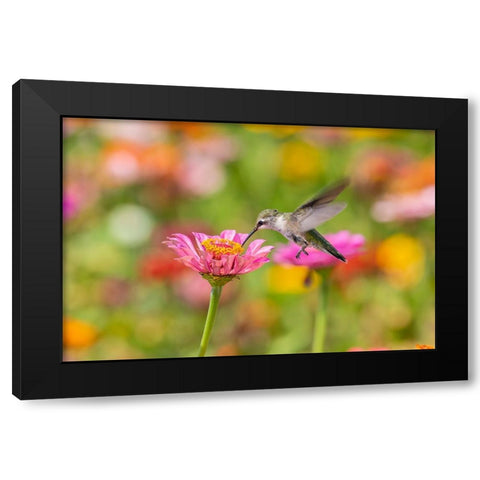 Ruby-throated Hummingbird-Archilochus colubris-at Zinnias Union County-Illinois Black Modern Wood Framed Art Print by Day, Richard and Susan