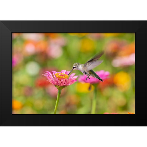 Ruby-throated Hummingbird-Archilochus colubris-at Zinnias Union County-Illinois Black Modern Wood Framed Art Print by Day, Richard and Susan