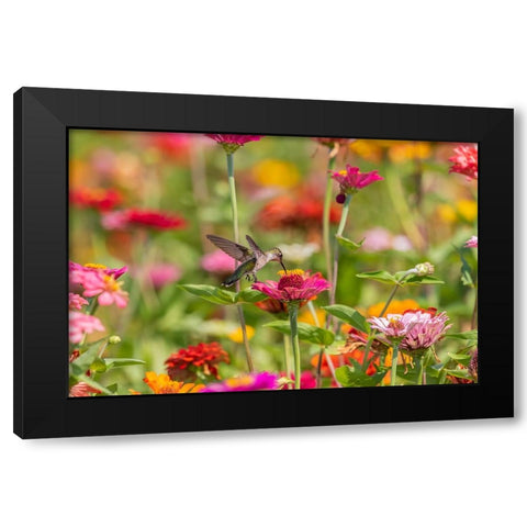 Ruby-throated Hummingbird-Archilochus colubris-at Zinnias Union County-Illinois Black Modern Wood Framed Art Print by Day, Richard and Susan