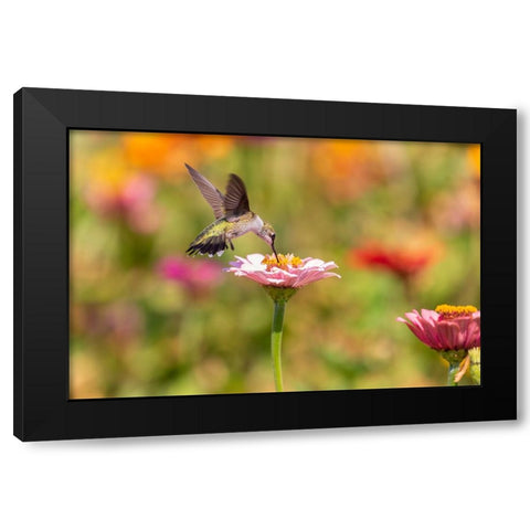 Ruby-throated Hummingbird-Archilochus colubris-at Zinnias Union County-Illinois Black Modern Wood Framed Art Print by Day, Richard and Susan