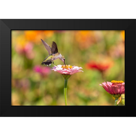 Ruby-throated Hummingbird-Archilochus colubris-at Zinnias Union County-Illinois Black Modern Wood Framed Art Print by Day, Richard and Susan