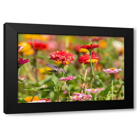 Ruby-throated Hummingbird-Archilochus colubris-at Zinnias Union County-Illinois Black Modern Wood Framed Art Print by Day, Richard and Susan