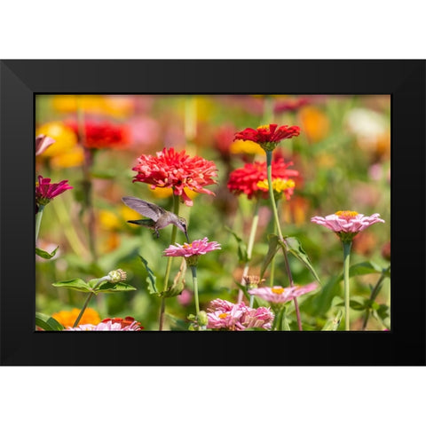 Ruby-throated Hummingbird-Archilochus colubris-at Zinnias Union County-Illinois Black Modern Wood Framed Art Print by Day, Richard and Susan