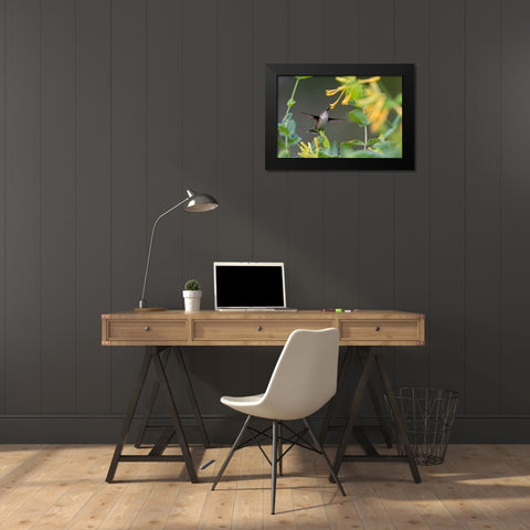 Ruby-throated Hummingbird-Archilochus colubris-at honeysuckle-Lonicera sempervirens f-sulphurea Joh Black Modern Wood Framed Art Print by Day, Richard and Susan