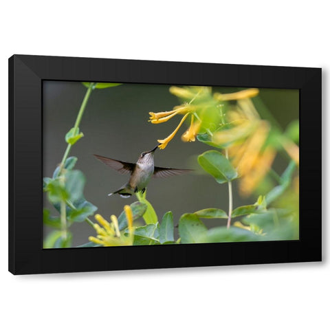 Ruby-throated Hummingbird-Archilochus colubris-at honeysuckle-Lonicera sempervirens f-sulphurea Joh Black Modern Wood Framed Art Print by Day, Richard and Susan