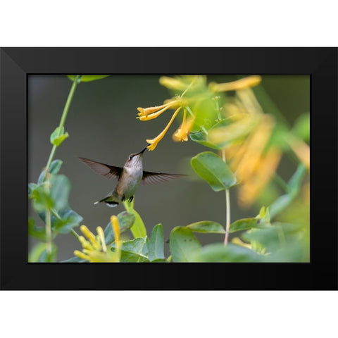 Ruby-throated Hummingbird-Archilochus colubris-at honeysuckle-Lonicera sempervirens f-sulphurea Joh Black Modern Wood Framed Art Print by Day, Richard and Susan