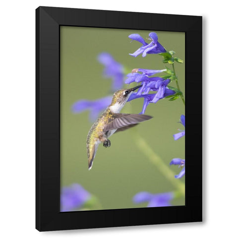 Ruby-throated Hummingbird-Archilochus colubris-at Blue Ensign Salvia-Salvia guaranitica-Marion Coun Black Modern Wood Framed Art Print with Double Matting by Day, Richard and Susan