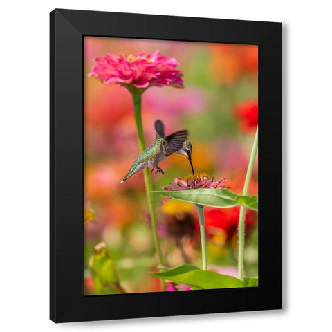 Ruby-throated Hummingbird-Archilochus colubris-at Zinnias Union County-Illinois Black Modern Wood Framed Art Print by Day, Richard and Susan