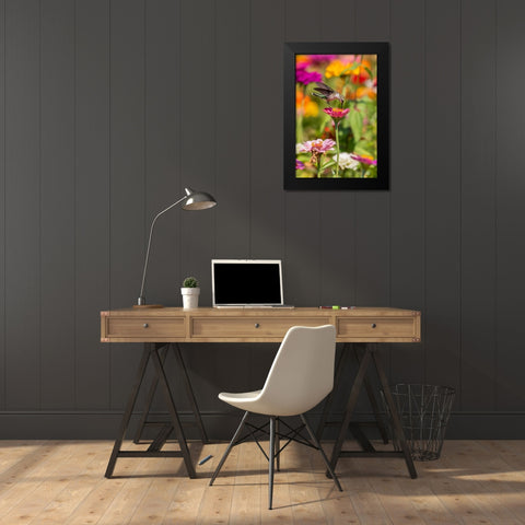 Ruby-throated Hummingbird-Archilochus colubris-at Zinnias Union County-Illinois Black Modern Wood Framed Art Print by Day, Richard and Susan