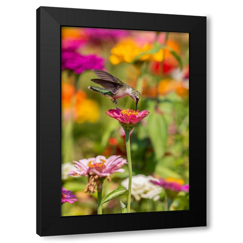 Ruby-throated Hummingbird-Archilochus colubris-at Zinnias Union County-Illinois Black Modern Wood Framed Art Print by Day, Richard and Susan
