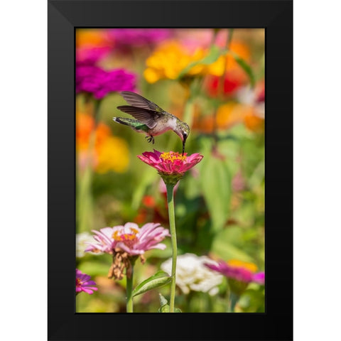 Ruby-throated Hummingbird-Archilochus colubris-at Zinnias Union County-Illinois Black Modern Wood Framed Art Print by Day, Richard and Susan