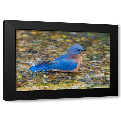 Eastern Bluebird-Sialia sialis-male bathing Marion County-Illinois Black Modern Wood Framed Art Print by Day, Richard and Susan