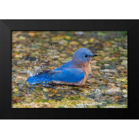 Eastern Bluebird-Sialia sialis-male bathing Marion County-Illinois Black Modern Wood Framed Art Print by Day, Richard and Susan