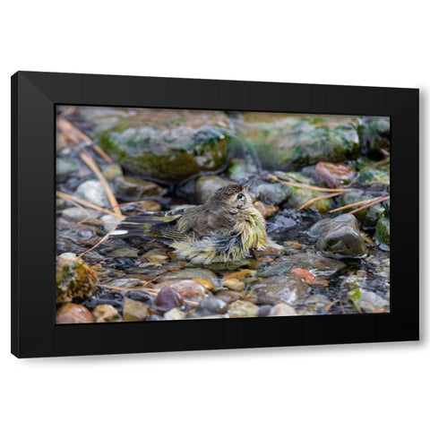 Palm Warbler-Setophaga palmarum-bathing Marion County-Illinois Black Modern Wood Framed Art Print by Day, Richard and Susan