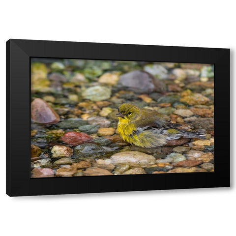 Pine Warbler-Setophaga pinus-bathing Marion County-Illinois Black Modern Wood Framed Art Print by Day, Richard and Susan