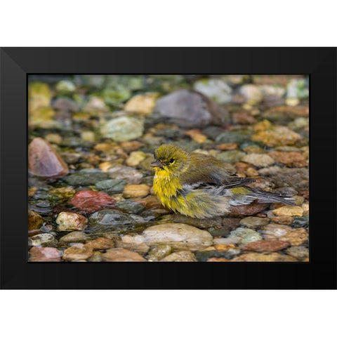 Pine Warbler-Setophaga pinus-bathing Marion County-Illinois Black Modern Wood Framed Art Print by Day, Richard and Susan