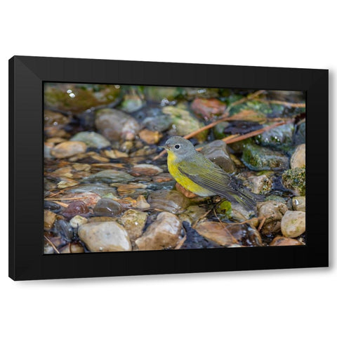 Nashville Warbler-Leiothlypis ruficapilla-bathing Marion County-Illinois Black Modern Wood Framed Art Print with Double Matting by Day, Richard and Susan