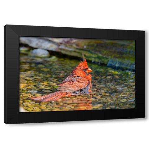 Northern Cardinal-Cardinalis cardinalis-male bathing Marion County-Illinois Black Modern Wood Framed Art Print by Day, Richard and Susan