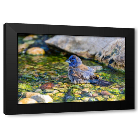 Blue Grosbeak-Passerina caerulea-male bathing Marion County-Illinois Black Modern Wood Framed Art Print by Day, Richard and Susan