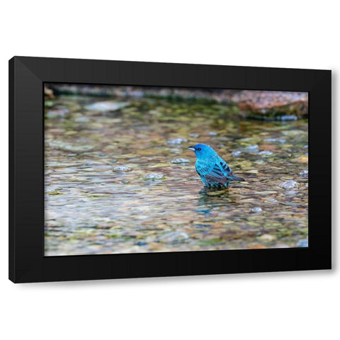 Indigo Bunting-Passerina cyanea-male bathing Marion County-Illinois Black Modern Wood Framed Art Print by Day, Richard and Susan