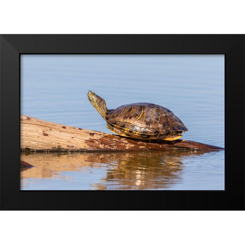 Red-eared Slider(Trachemys scripta elegans-on log in wetland Marion County-Illinois Black Modern Wood Framed Art Print by Day, Richard and Susan