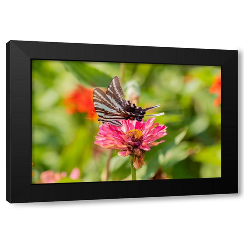 Zebra Swallowtail-Protographium marcellus-on Zinnia Union County-Illinois Black Modern Wood Framed Art Print by Day, Richard and Susan