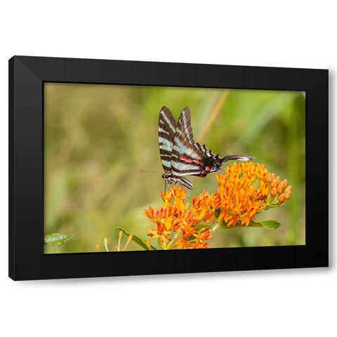 Zebra Swallowtail-Protographium marcellus-on Butterfly Milkweed-Asclepias tuberosa-Marion County-Il Black Modern Wood Framed Art Print by Day, Richard and Susan