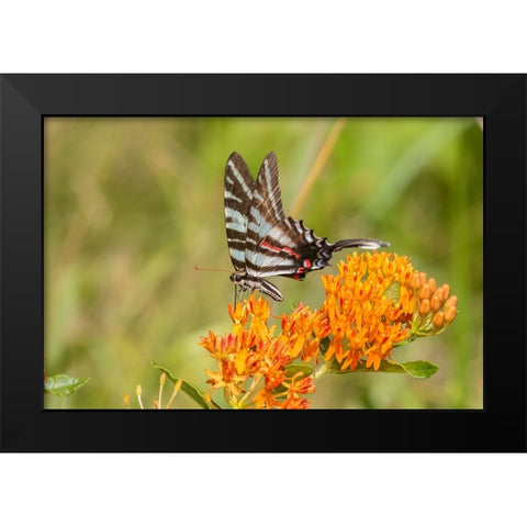 Zebra Swallowtail-Protographium marcellus-on Butterfly Milkweed-Asclepias tuberosa-Marion County-Il Black Modern Wood Framed Art Print by Day, Richard and Susan