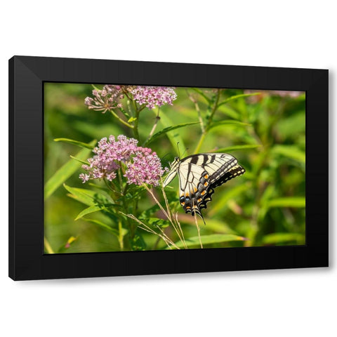 Eastern Tiger Swallowtail-Papilio glaucus-on Swamp Milkweed-Asclepias incarnata-Marion County-Illin Black Modern Wood Framed Art Print with Double Matting by Day, Richard and Susan