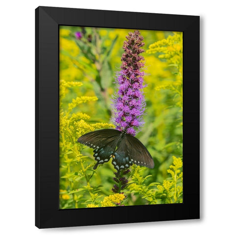 Spicebush Swallowtail-Papilio troilus-on Blazing Star-Liatris spicata-Marion County-Illinois Black Modern Wood Framed Art Print with Double Matting by Day, Richard and Susan